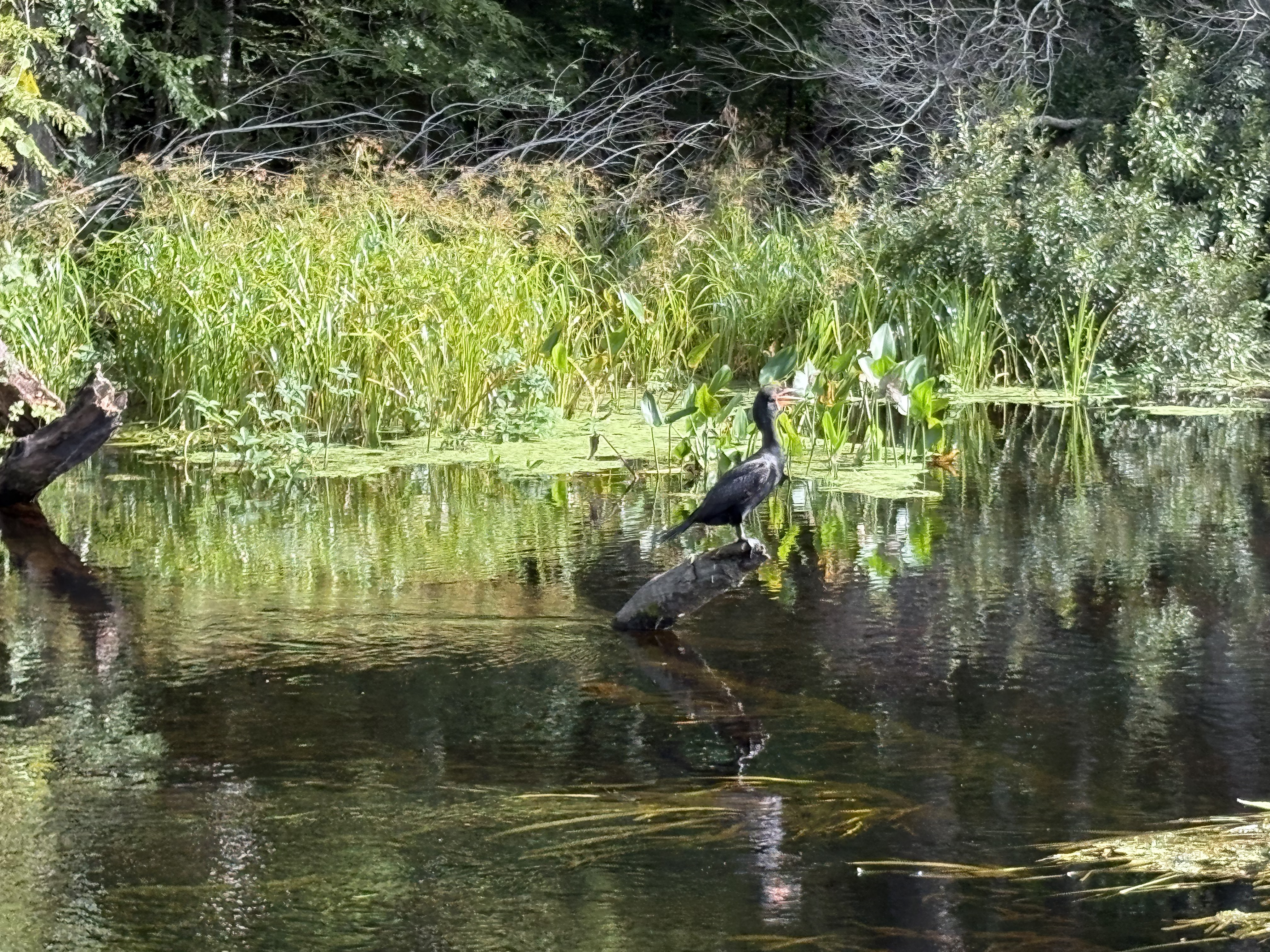 Heron at Wakulla Springs